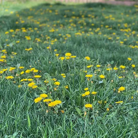 Garsoniera La Curte Si Ciubar Extracost Cluj-Napoca