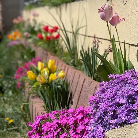 Garsonierǎ La Curte Si Ciubǎr Extracost Apartamento Cluj-Napoca