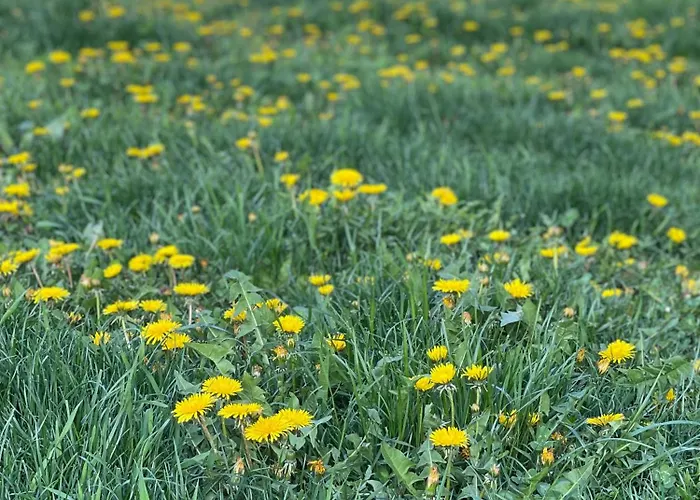 Garsoniera La Curte Si Ciubar Extracost Kluž
